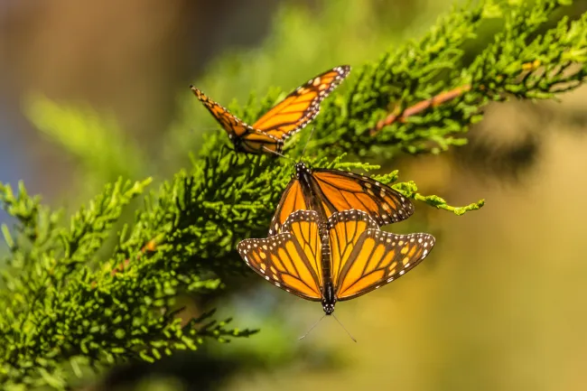Monarch butterflies